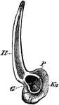 "Rana esculenta. Pelvic girdle from the right side. G, acetabulum; Il, P, ilium; Is, ischium; Kn, pubis." -Parker, 1900