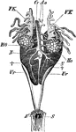 "Rana esculenta. Urinogenital organs of the male. Ao, dorsal aorta; Cl, cloaca; Cv, post-caval vein; FK, fat bodies; HO, testes; N, kidneys; S, apertures of ureters into cloaca; Ur, ureters." -Parker, 1900