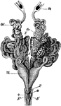 "Rana esculenta. Urinogenital organs of the female. N, kidneys; Od, oviduct; Ot, its coelomic aperture; Ov, left ovary (the right is removed); P, cloacal aperture of oviduct; S.S', cloacal apertures of ureters; Ut, uterine dilatation of oviduct." -Parker, 1900