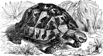 "Grecian tortoise (Testudo graeca)." -Parker, 1900