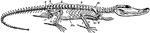 "Skeleton of crocodile. C, causal region; D, thoracic region of spinal column; F, fibula; Fe, femur; H, humerus; I, ischium; L, lumbar region; R, radius; Ri, ribs; S, sacrum; Sc, scapula; Sta, abdominal ribs; T, tibia; U, ulna." -Parker, 1900