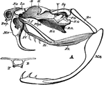 "A, lateral view of skull of rattlesnake (Crotalus). B. O, basi-occipital; B. S, basi-sphenoid; E. O, exoccipital; F. O, fossa ovalis; La, conjoined lacrymal and pre-fontal; L. f, articulation between lacrymal and frontal; Mn, mandible; Mx, maxilla; Na, nasal; Pl, palatine; Pmx, pre-maxilla; P. Sph, pre-sphenoid; Pt, pterygoid; Qu, quadrate; Sq, squamosal; II. V, foramina of exit of the second and fifth cranial nerves. B, transverse section at point lettered B in Fig. .A; T, trabeculae." -Parker, 1900