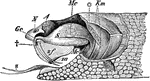 "Poison apparatus of rattlesnake. A, eye; Gc, poison-duct entering the poison-fang at +; Km, muscles of mastication partly cut through at *; Mc, masseter or constrictor muscle; Mc', continuation of the constrictor muscle to the lower jaw; N, nasal opening; S, fibrous poison-sac; z, tongue; za, opening of the poison-duct; zf, pouch of mucous membrane enclosing the poison-fangs." -Parker, 1900