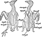 "Pterylosis of Columba livia. A, ventral; B, dorsal. al. pt, alar pteryla or wing-tract; c. pt, cephalic pteryla or head-tract; cd. pt, caudal pteryla or tail-tract; cr. pt, crural pteryla; cr. apt, cervical apterium or neck-space; fm. pt, femoral pteryla; hu. pt, humeral pteryla; lat. apt, lateral apterium; sp. pt, spinal pteryla; v. apt, ventral apterium; v. pt, ventral pteryla." -Parker, 1900