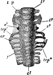 "Columba livia. Sacrum of a nestling (about fourteen days old), ventral aspect. c1, centrum of first sacral vertebra; c1, centrum of fifth caudal; c. r, first sacral rib; l1, centrum of first lumbar; l3, of third lumbar; s1, of fourth lumbar; s3, of sixth lumbar; tr. p, transverse process of first lumbar; tr. p', of fifth lumbar; tr. p'', of first sacral." -Parker, 1900