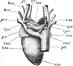 "A, heart of the pigeon, dorsal aspect. a. ao, arch of aorta; br. a, brachial artery; br. v, bachial vein; c. c, common carotid; ju, jugular; l. au, left auricle; l. p. a, left pulmonary artery; l. vn, left ventricle; pc. v, left pre-caval; ptc, post-caval; p. v, pulmonary veins; r. au, r. au', right auricle; r. p. a, right pulmonary artery; r. prc, right pre-caval; r.r vn, right ventricle." -Parker, 1900