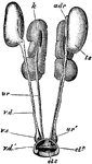 "Columba livia. Male urino-genital organs. adr, adrenal; cl. 2, urodaeum; cl. 3, proctodaeum; k, kidney; ts, tetis, that of the right side displaced; ur, ureter; ur', aperture of ureter; vd, vas deferens; vd', its cloacal aperture; v. s, vesicula seminalis." -Parker, 1900