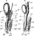 "Lepus cuniculus. The urogenital organs. A, of male; B, of female, from the left side. The kidneys and proximal ends of the ureters, and in B, the ovaries. Fallopian tubes and uteri are not shown. an, anus; bl, urinary bladder; c. c, corpus cavernosum; c. s, corpus spongiosum; c. gl, perineal gland; p. gl', aperture of its duct on the perineal space; pr, anterior, pr', posterior, and pr', lateral lobes of prostate; rct, rectum; r. gl, rectal gland; u. g. a, urino-genital aperture; u. m, uterus masculinus; ur, ureter; va, vagina; vb, vestibule; v. d, vas deferens." -Parker, 1900