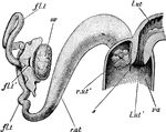 "Lepus cuniculus. The anterior end of the vagina, with the right uterus. Fallopian tube, and ovary. Part of the ventral wall of the vagina is removed, and the proximal end of the left uterus is shown in longitudinal section fl. t, Fallopian tube; fl. t', its peritoneal aperture; l. ut, left uterus; l. ut', left os uteri; r. ut, right uterus; r. ut', right os uteri; s, vaginal sepum; va, vagina." -Parker, 1900