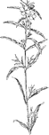 Of the Evening Primrose family (Onograceae), the seedbox (Ludwigia alternifolia).