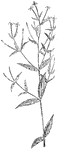 Of the Evening Primrose family (Onograceae), the Epilobium coloratum.