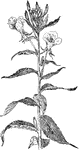 Of the Evening Primrose family (Onograceae), the common evening primrose (OEnothera biennis).