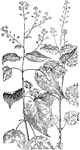 Of the Evening Primrose family (Onograceae): left, enchanter's nightshade (Circaea Lutetiana); right, Alpine enchanter's nightshade (Circaea alpina).
