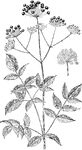 Of the Ginseng family (Araliaceae), the Bristly Sarsaparilla (Aralia hispida).