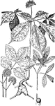 Of the Ginseng family (Araliaceae): left, wild sarsaparilla (Aralia nudicaulis); middle, ginseng (Panax quinquefolium); right, dwarf ginseng (Panax trifolium).
