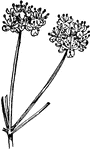 Of the Parsley family (Umbelliferae), the cow parsnip (Heracleum lanatum).