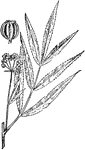 Of the Parsley family (Umbelliferae), the water parsnip (Sium cicutaefolium).