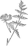 Of the Parsley family (Umbelliferae), the cutleaf water parsnip (Berula erecta).