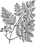 Of the Parsley family (Umbelliferae), the poison hemlock (Conium maculatum).