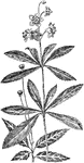 Of the Pyrola family (Pyrolaceae): 1, Pipsissewa Prince's Pine (Chimaphila umbellata); 2, Spotted Wintergreen (Chimaphila maculata).