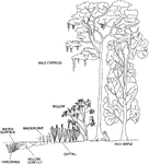 "Section across a lake littoral zone, showing typical plant species." From left to right: tapegrass, yellow cow lily, maidencane, cattail, willow, bald cypress, and red maple. -Phelps, 1995