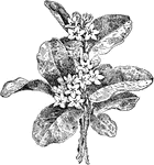 Of the Heath family (Ericaceae), the trailing arbutus (Epigaea repens).