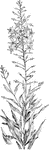 Of the Primrose family (Primulaceae), the loosestrife (Lysimachia terrestris).