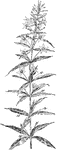 Of the Primrose family (Primulaceae), the four-leaved loosestrife (Lysimachia quadrifolia).