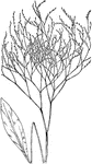 Of the Plumbago or Leadwort family (Plumbaginaceae), the marsh rosemary (Limonium carolinianum).