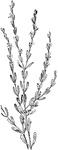Of the Gentian family (Gentianaceae), the spiked centaury (Centaurium spicatum).