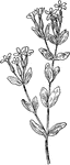 Of the Gentian family (Gentianaceae), the Centaurium pulchellum.