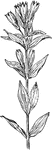 Of the Gentian family (Gentianaceae), the ague-weed (Gentiana quinquefolia).