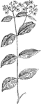 Of the Dogbane family (Apocynaceae), the spreading dogbane (Apocynum androsaemifolium).