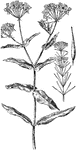 Of the Dogbane family (Apocynaceae), the Indian hemp (Apocynum cannabinum).