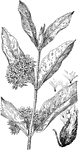 Of the Milkweed family (Asclepiadaceae), the common milkweed (Asclepias syriaca).