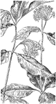 Of the Milkweed family (Asclepiadaceae): left, poke milkweed (Asclepias phytolaccoides); right, four-leaved milkweed (Asclepias quadrifolia).