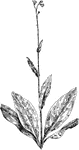 Of the Borage family (Boraginaceae), the wild comfrey (Cynoglossum virginianum).
