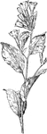 Of the Borage family (Boraginaceae), the Virginia cowslip (Mertensia virginica).
