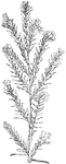 Of the Borage family (Boraginaceae), the Viper's bugloss (Echium vulgare).
