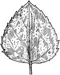 Of the Mint family (Labiatae), the leaf of the water mint (Mentha aquatica.