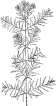 Of the Mint family (Labiatae), the mountain mint (Pycnanthemum flexuosum).