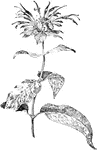 Of the Mint family (Labiatae), the wild bergamot (Monarda fistulosa var. rubra).