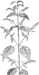Of the Mint family (Labiatae), the mad-dog skullcap (Scutellaria laterifora).