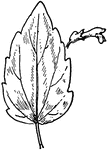 Of the Mint family (Labiatae), the leaf of Scutellaria nervosa.