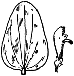Of the Mint family (Labiatae), the leaf of Scutellaria parvula.