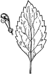 Of the Mint family (Labiatae), the leaf of Scutellaria canescens.