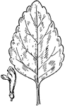 Of the Mint family (Labiatae), the leaf of Scutellaria pilosa.