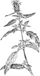 Of the Mint family (Labiatae), the self-heal (Prunella vulgaris).