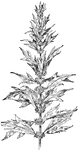 Of the Mint family (Labiatae), the motherwort (Leonurus Cardiaca).