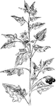 Of the Nightshade family (Solanaceae), the black nightshade (Solanum nigrum).